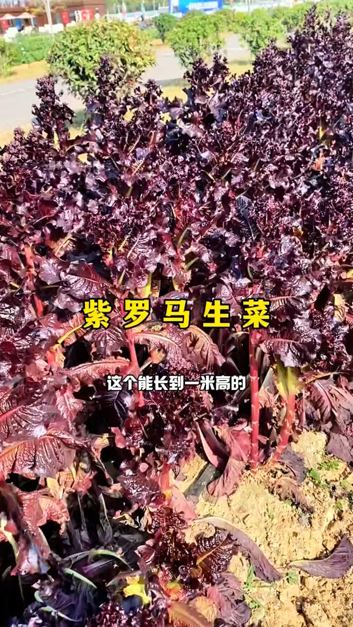 紫罗马生菜好种植耐热蔬菜。