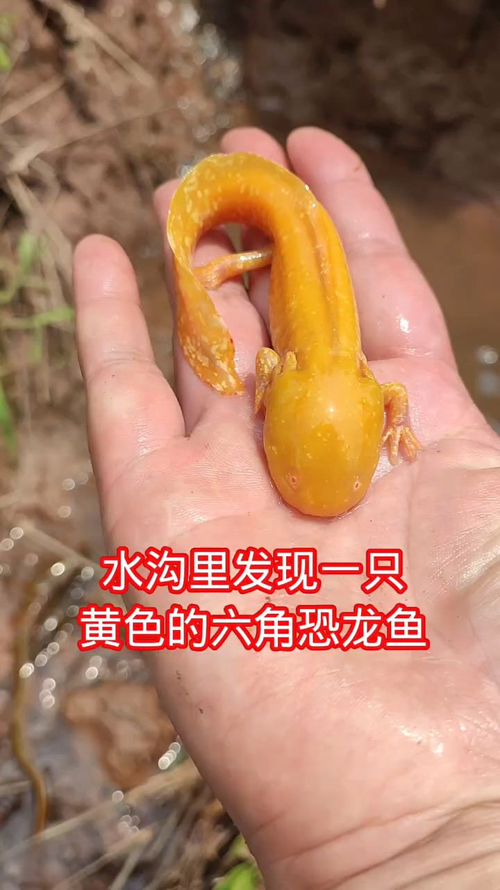 水沟里发现一只六角恐龙鱼