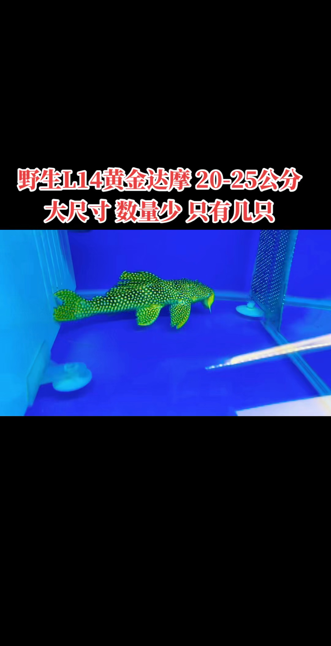 野生L14黄金达摩,20-25公分,亚马逊异型鱼,大尺寸,数量少