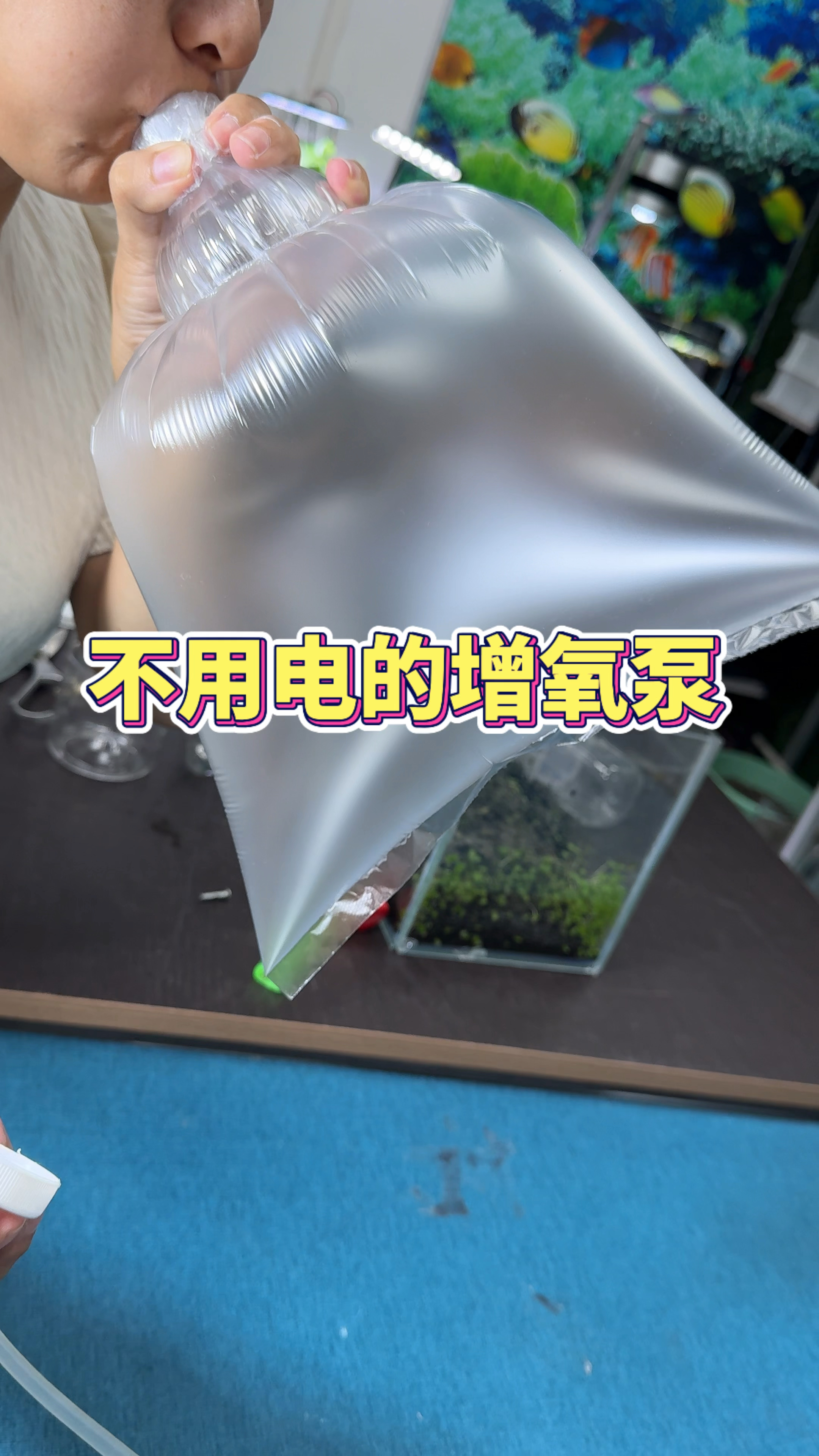 万万没想到 一个塑料袋就能自制不用电的增氧泵#观赏鱼#养鱼日记