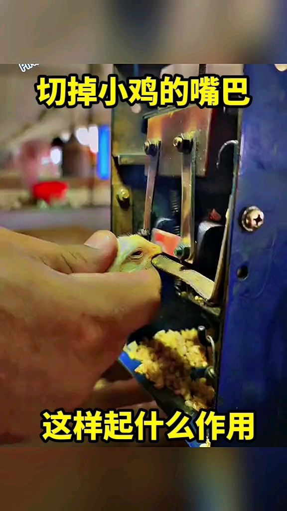 切掉小鸡的嘴巴这样起什么作用