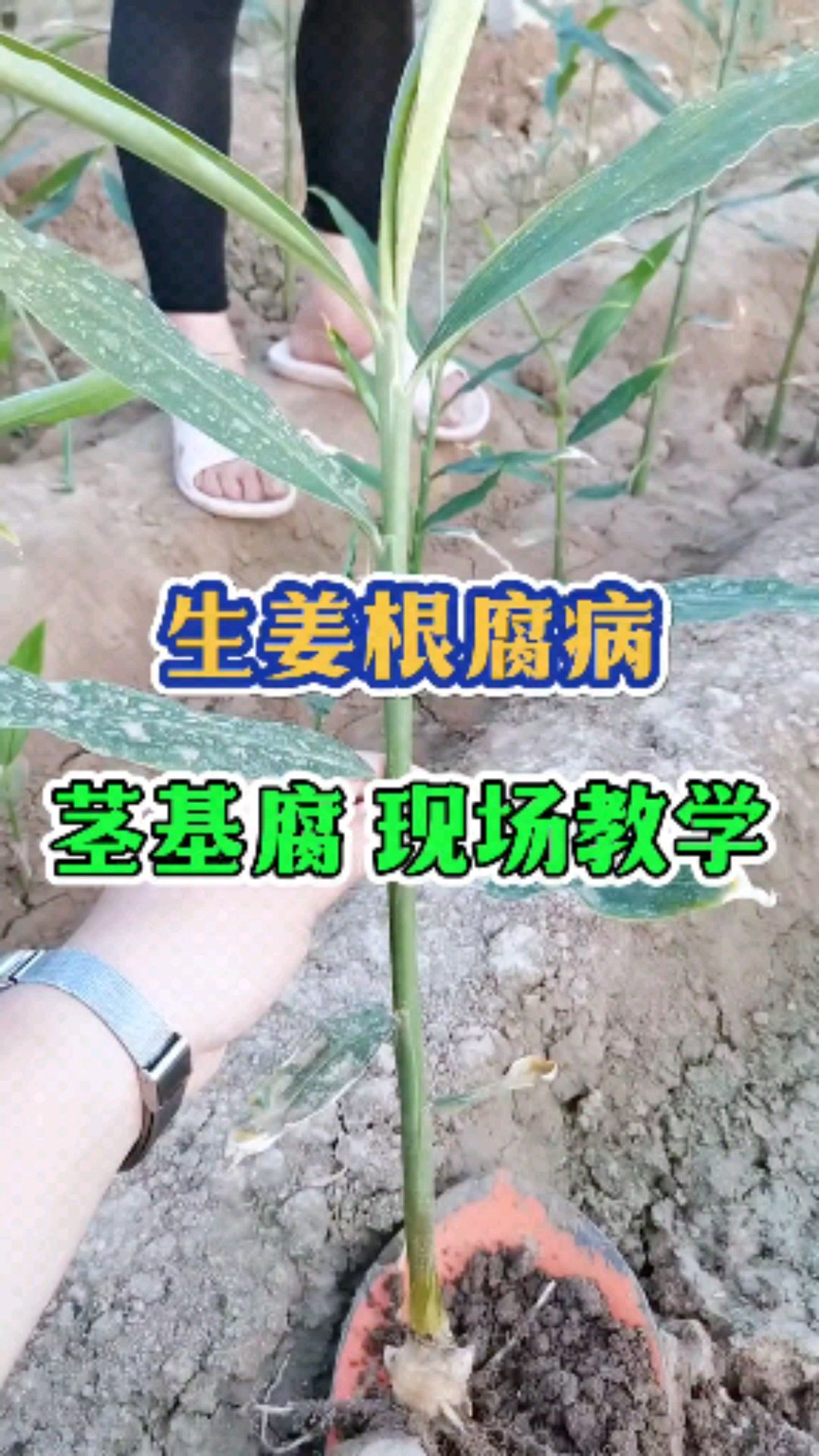 生姜根腐病的防治方法!生姜根腐病用什么药,大姜根腐病茎基腐病