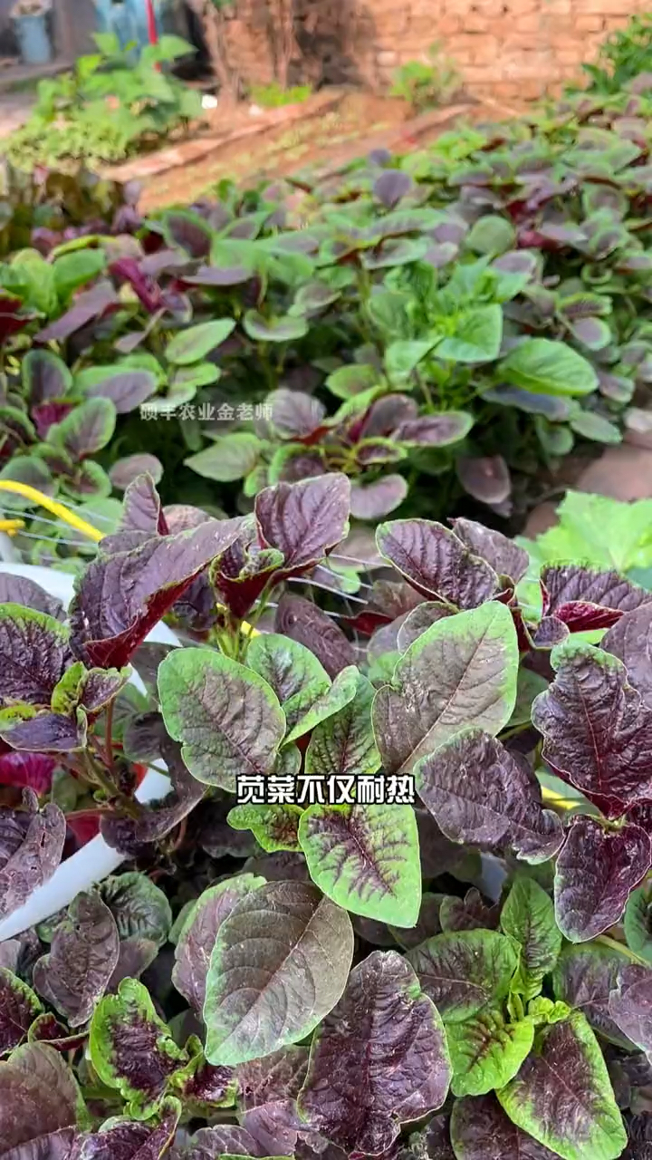 红叶现在耐热蔬菜南方北方花盆小院儿都能种