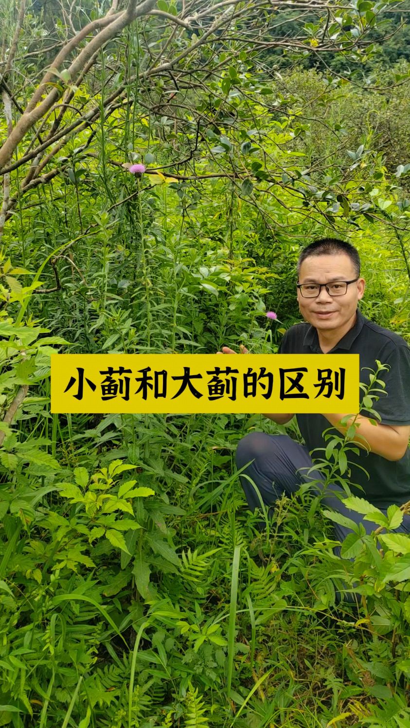 怎么区别大蓟和小蓟?