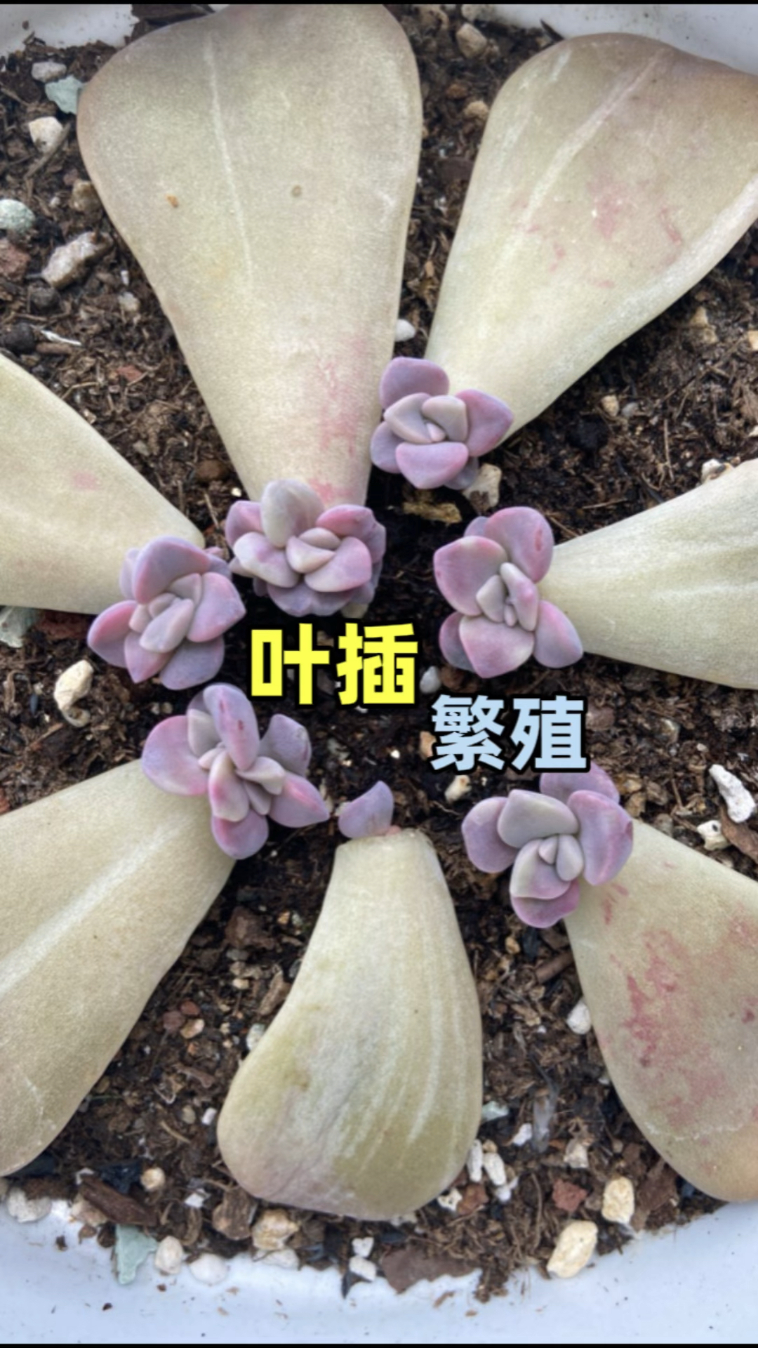 多肉植物如何叶插繁殖变多盆