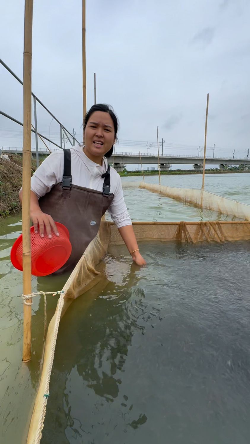 杂交青宝路罗非鱼苗装车
