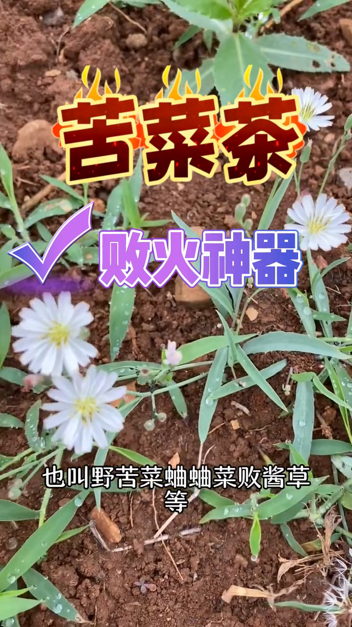 酷暑必备,每天喝一点苦菜茶,特别败火