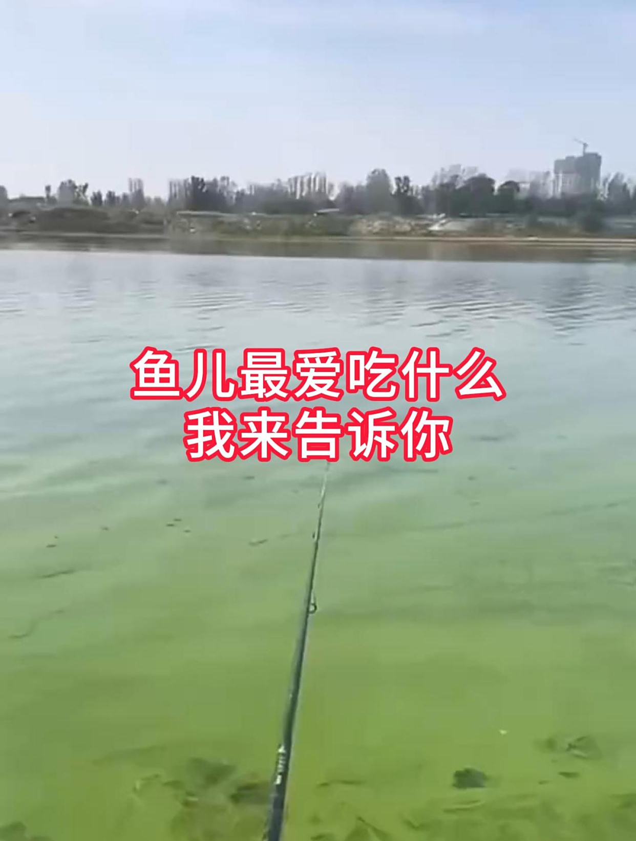 鱼儿最爱吃什么食物?我来告诉你!