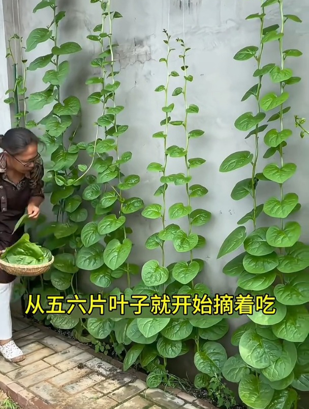 大叶木耳菜,撒籽蹭蹭长几米,越摘长得越旺!