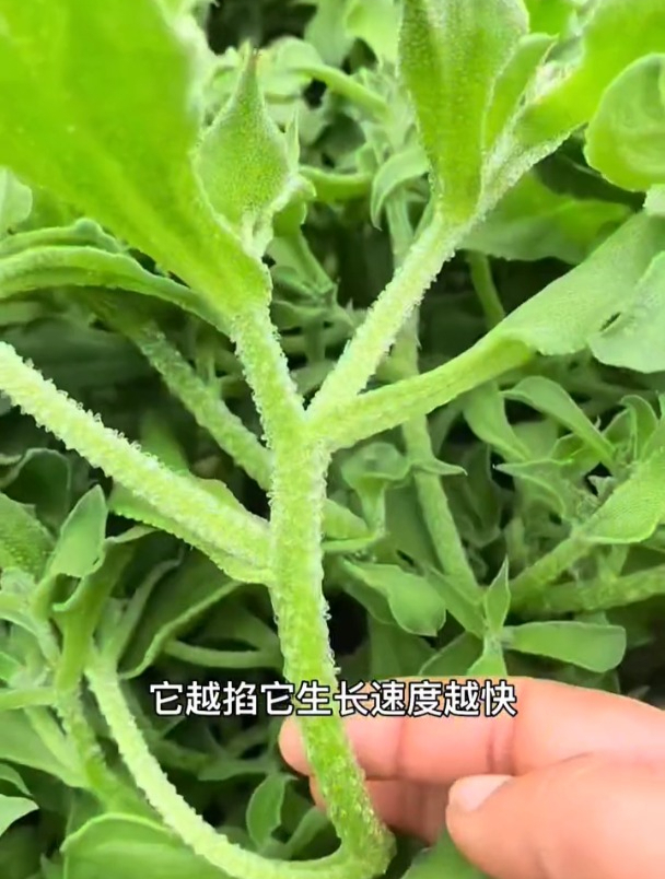 自带盐味冰菜,越掐长的越旺盛,一粒种子长到十几斤!
