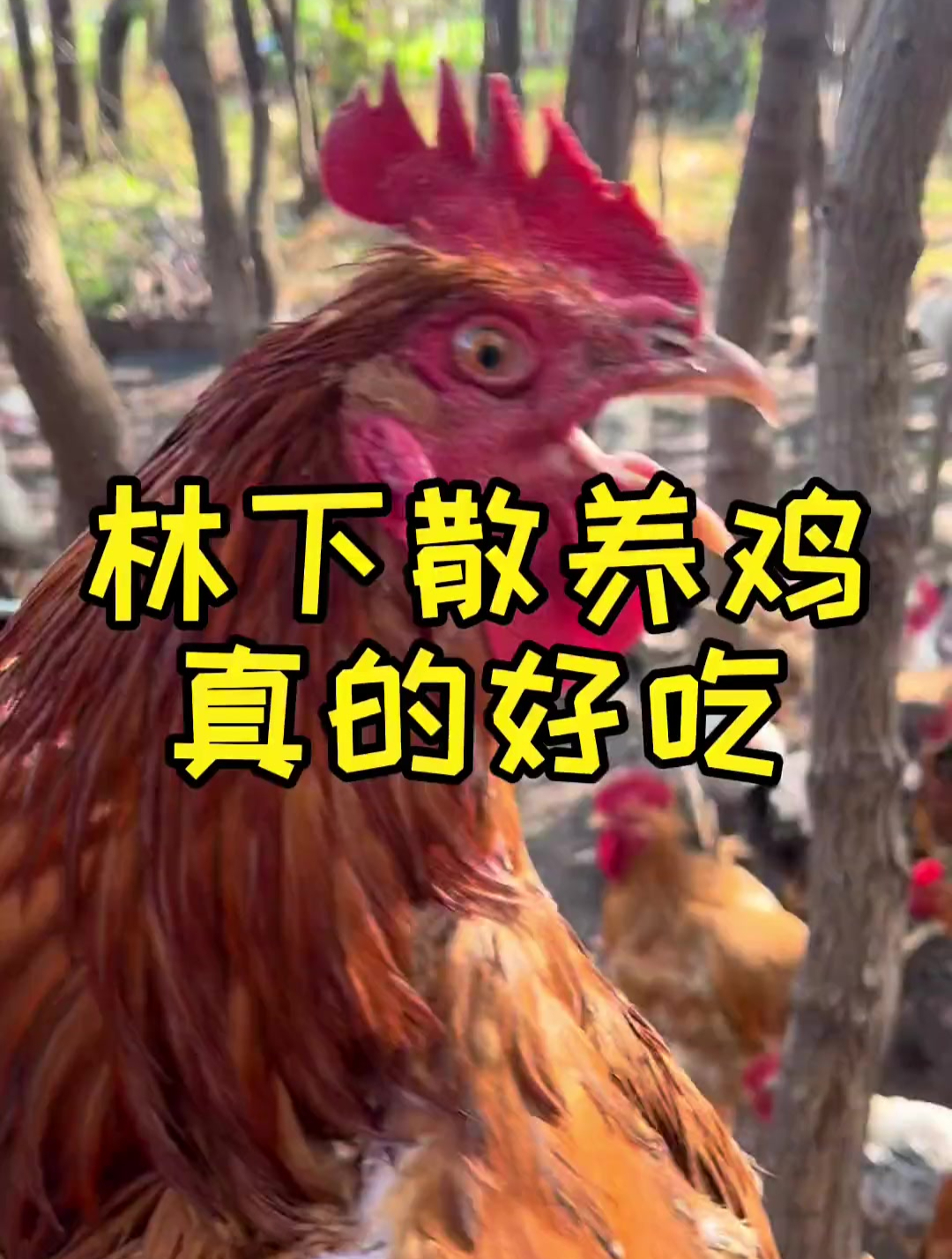 林下散养鸡真的好吃