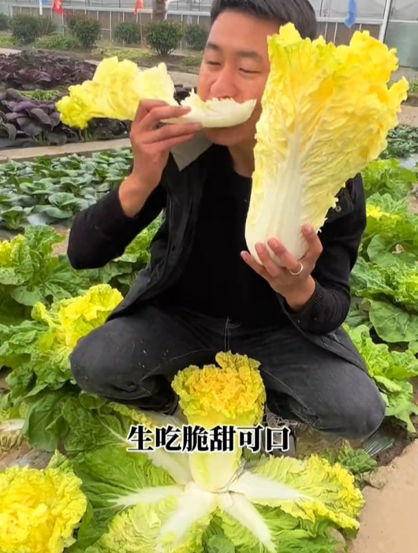 不用费心管理,菜心似鸡蛋黄的白菜,现在种采收到冬天!