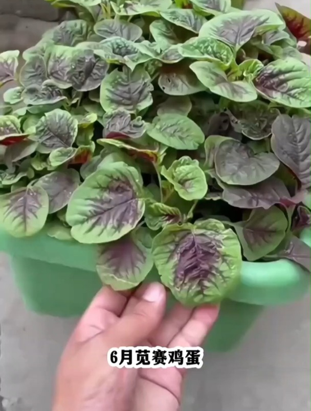 6月苋菜塞鸡蛋,苋菜营养价值高,最适合在夏天种植