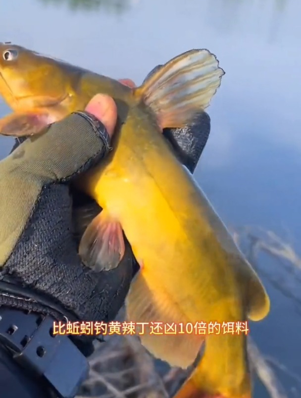 先要钓黄辣丁钓的多不要只会选蚯蚓了!羊油饵料诱鱼效果更好!