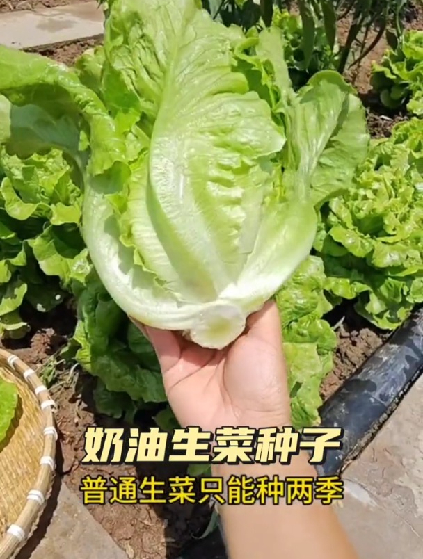水培地栽都可,奶油生菜一个月吃几茬,不挑季节好种植!