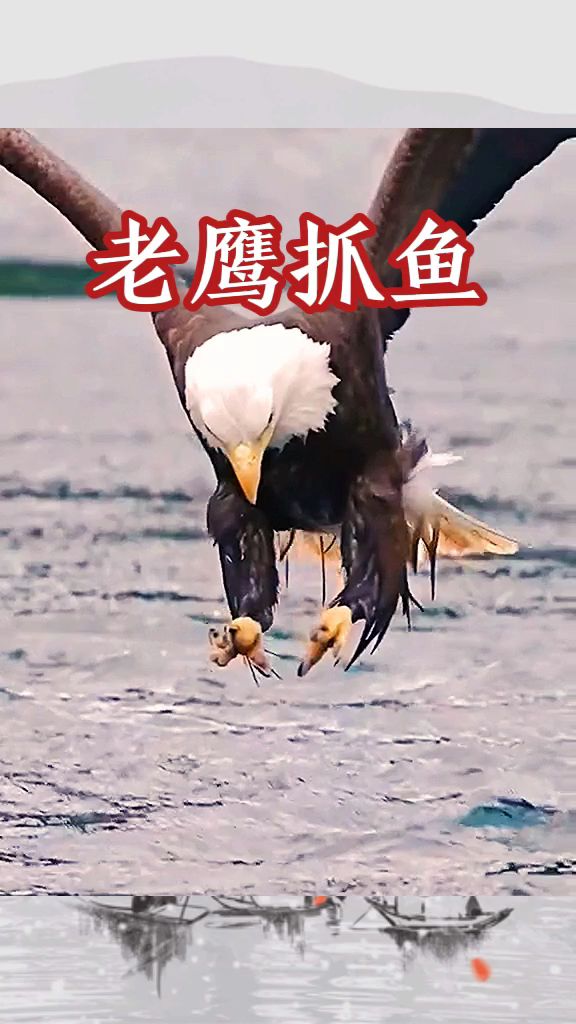 老鹰抓鱼,太霸气了