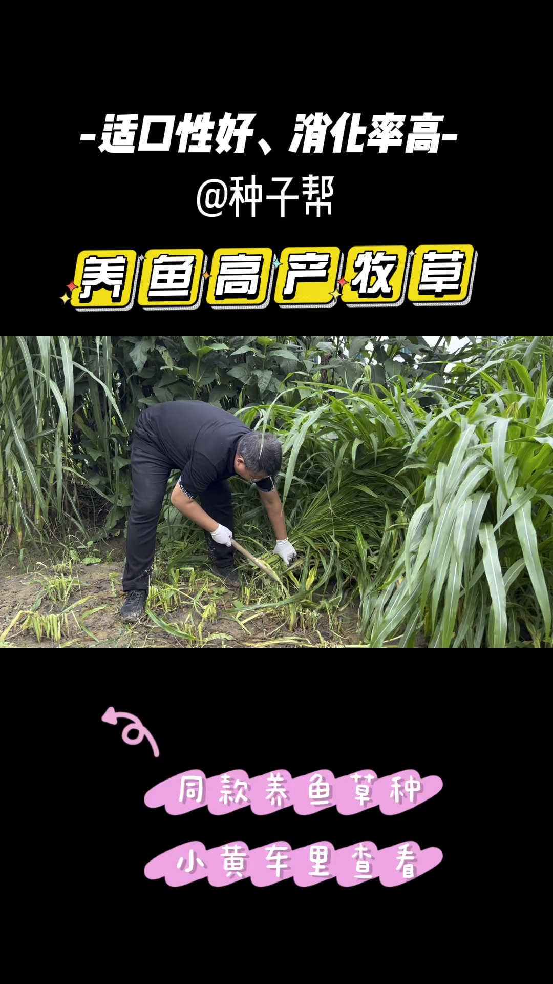 养鱼夏季高产牧草种什么?墨西哥玉米草值得一试,产量高,叶子多