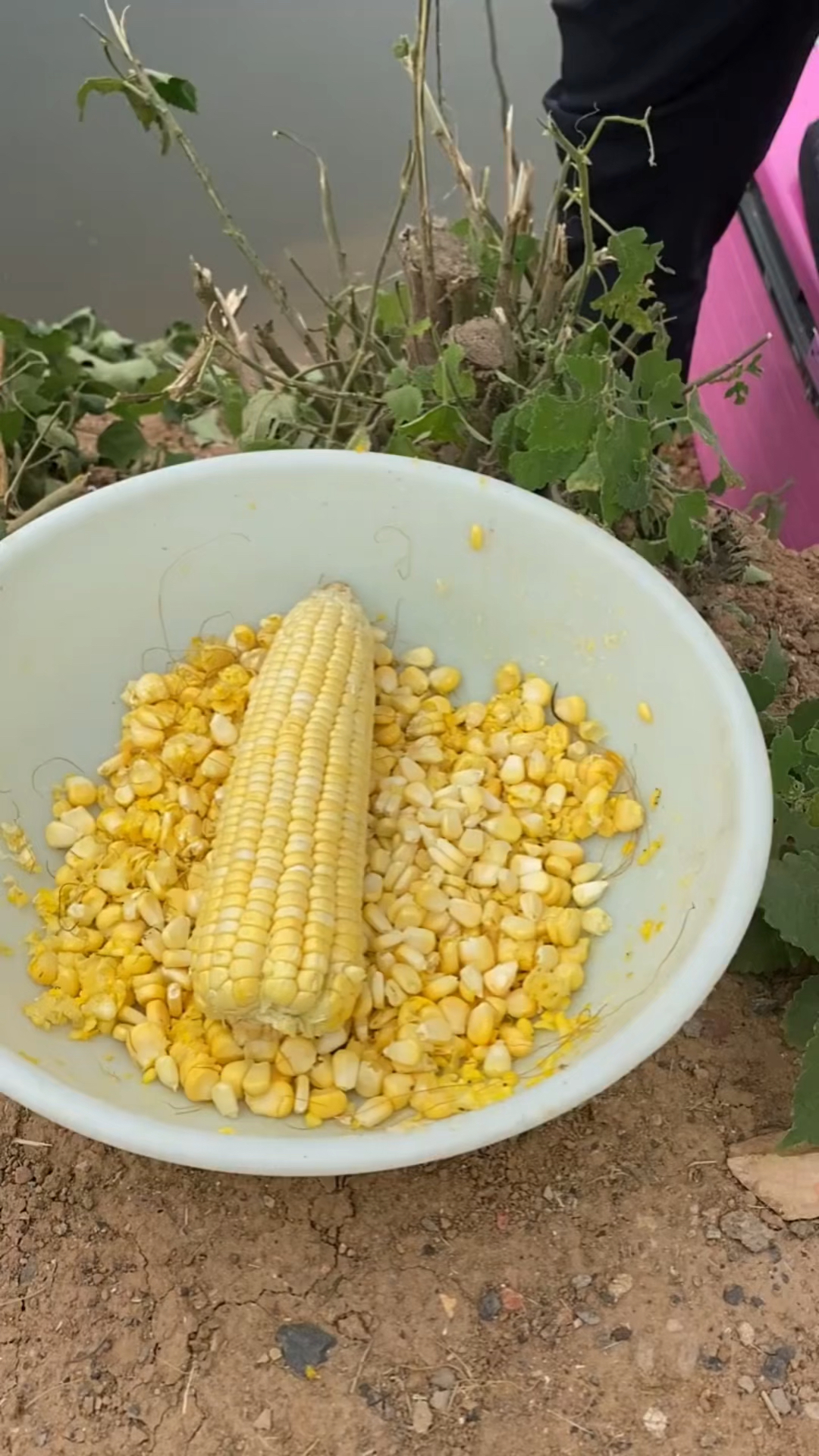 野钓大草鱼,为啥都用嫩玉米打窝?