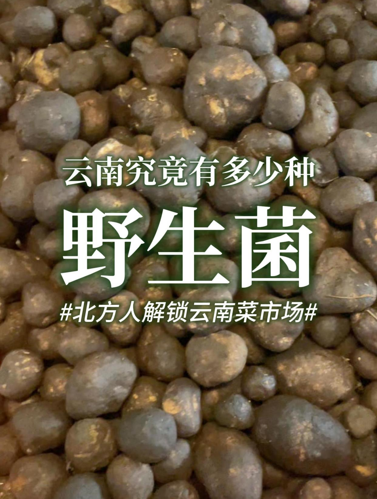 在云南!野生菌居然还有这么多品种,好多都没听说过……