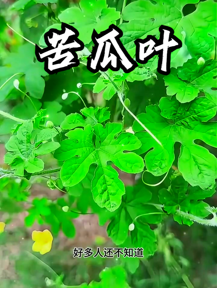苦瓜都知道,苦瓜叶你知道吗?用它煮水饮用,可使皮肤更光滑细腻