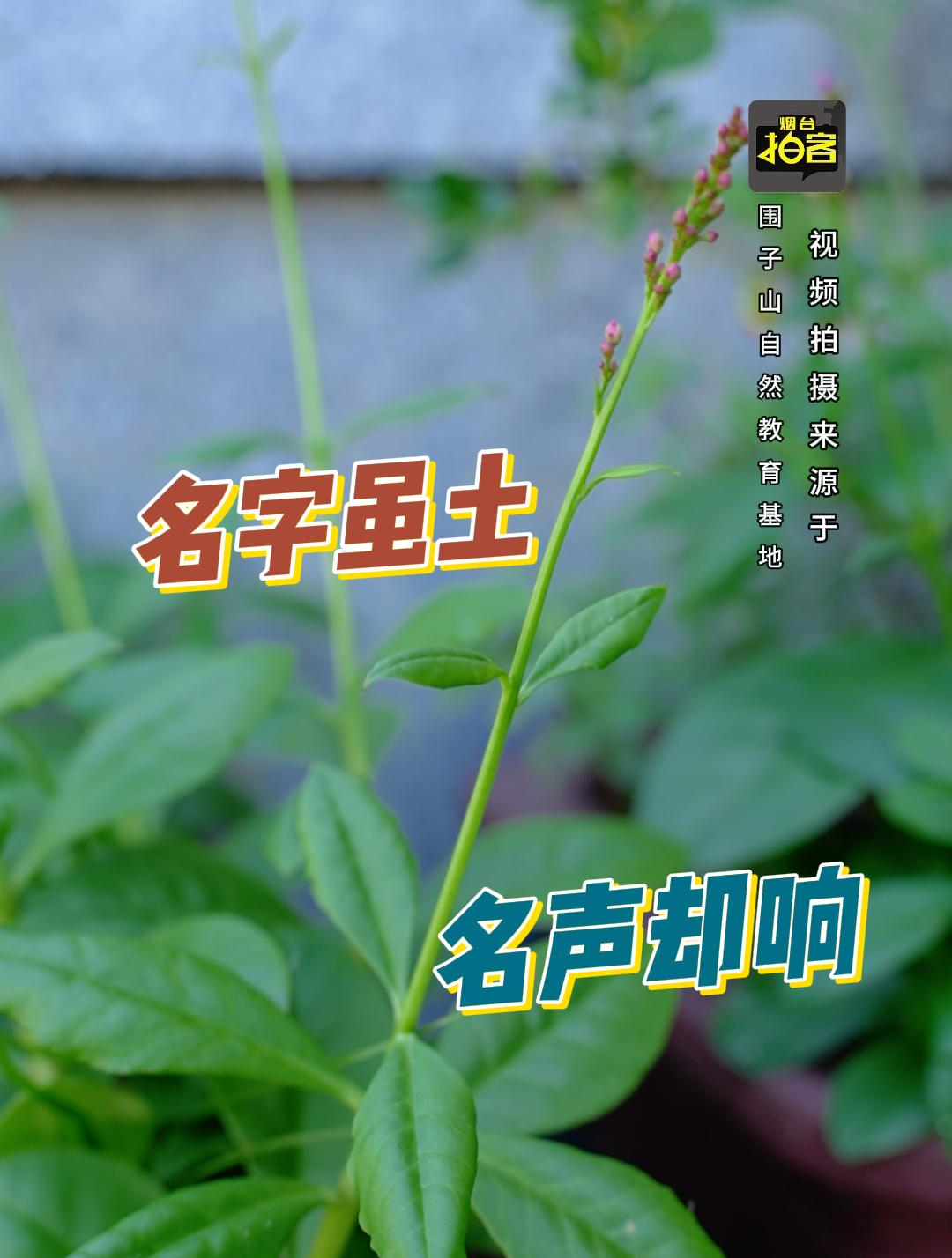 农村房前屋后常见的土人参,又叫人参菜,现在成了蔬菜界的新秀