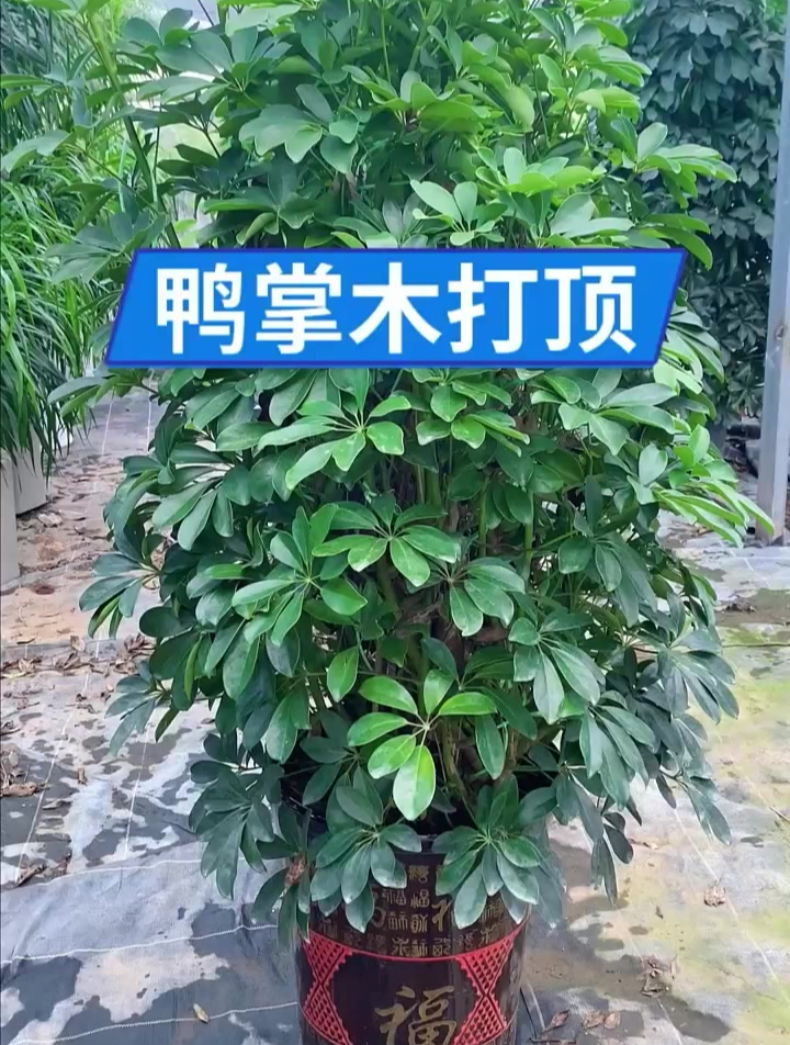 鸭掌木修剪打顶少不了,试试这方法,越剪越旺