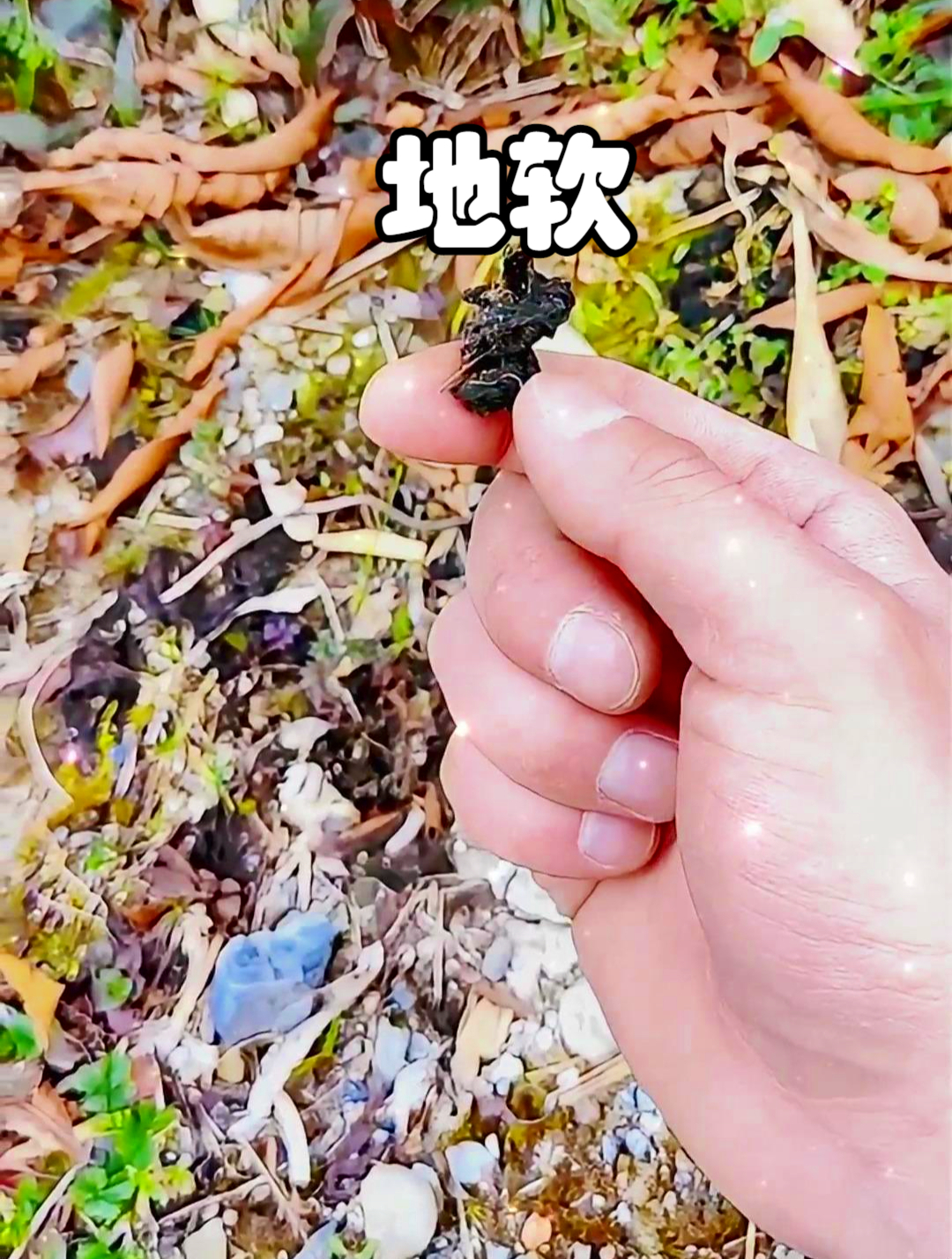 地软也叫地木耳,还具有清热散火的作用,能缓解口舌生疮