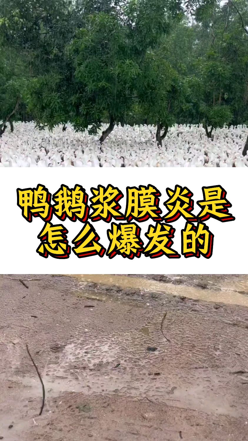 鸭鹅浆膜炎是怎么爆发的