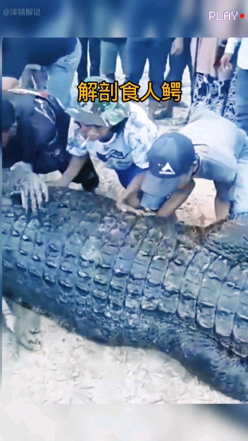 村花小美被鳄鱼拉入了水中,村民赶紧驱船去抓捕鳄鱼