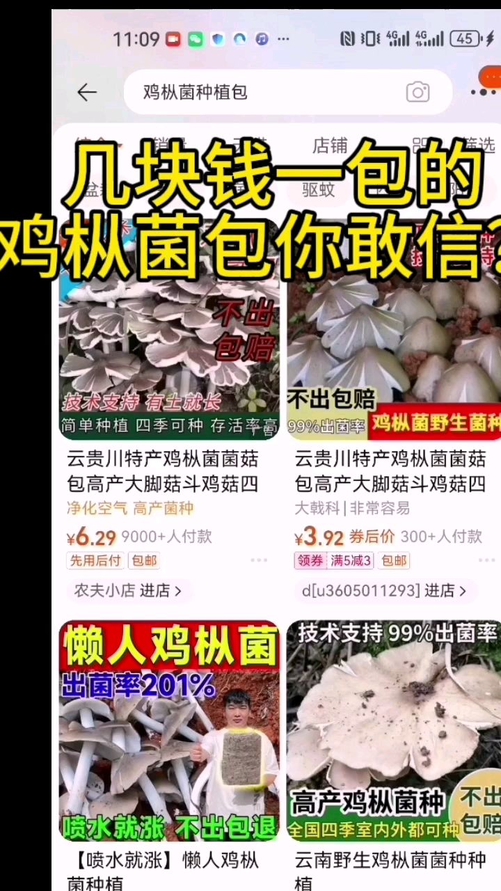 网上卖的鸡枞菌包全是假的,大家别上当