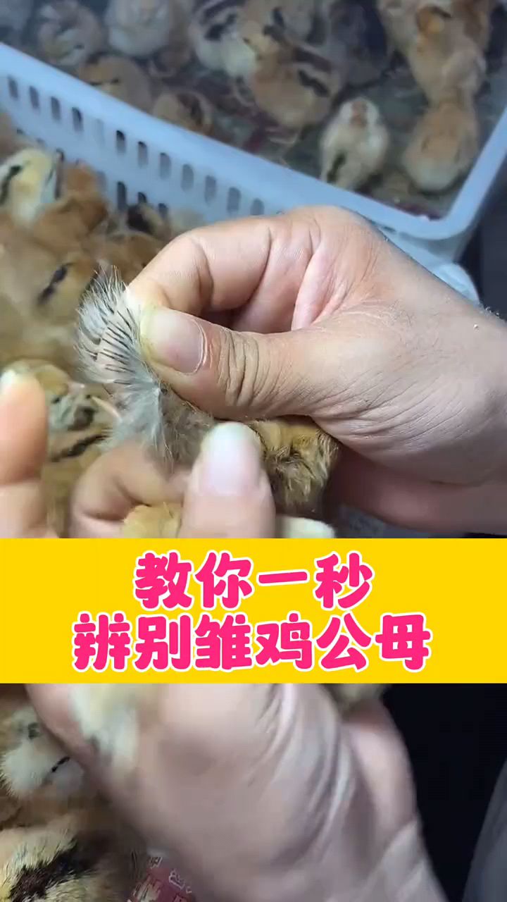 教你一招辨别公母鸡