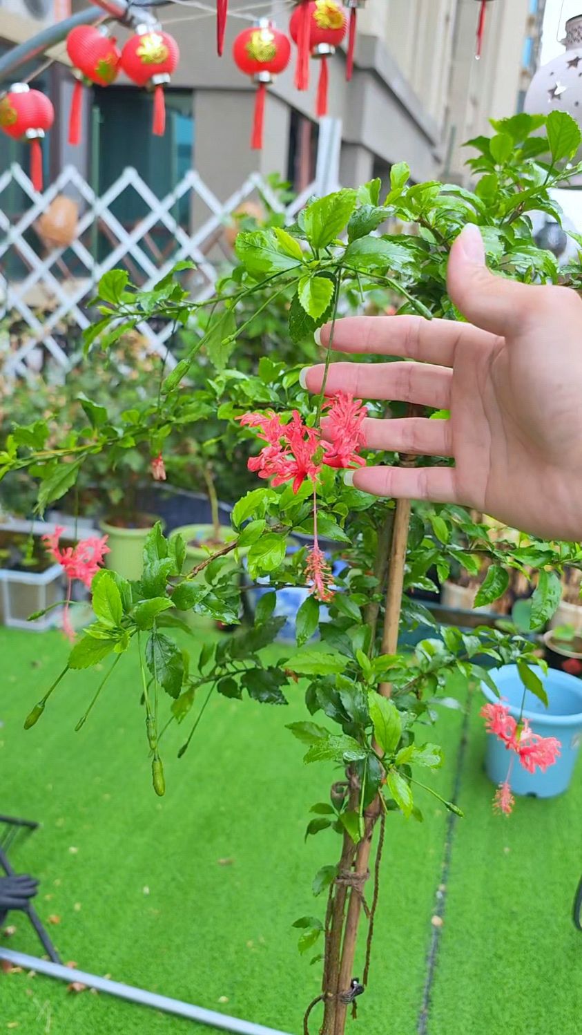 裂瓣扶桑花瓣像凤尾,开花像垂吊的灯笼,还能四季开花不断