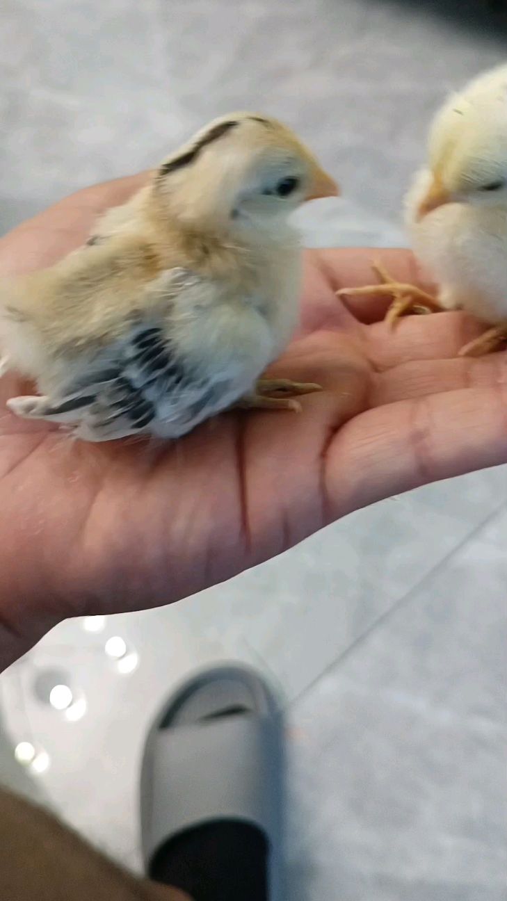 萌宠塞拉玛观赏鸡太萌了