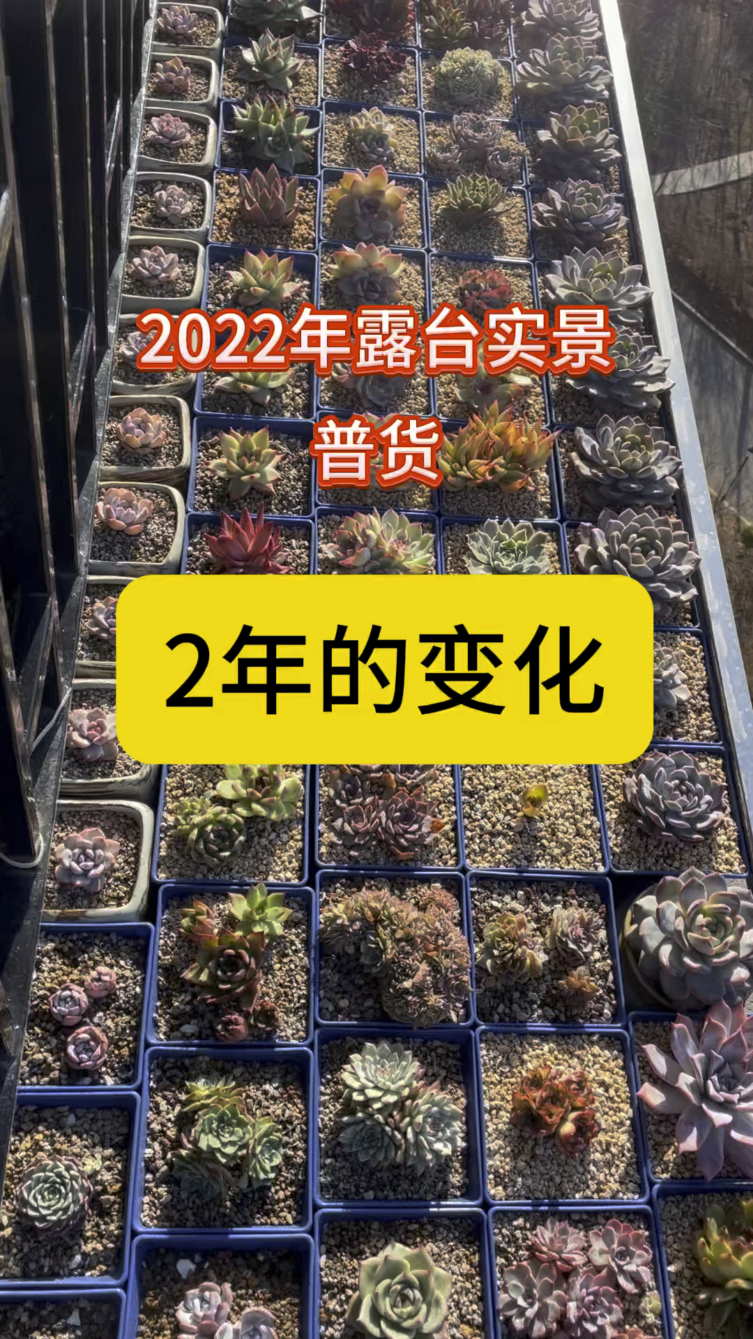 玩家,小小露台2年的变化,你看懂了吗?#多肉植物 #大连同城 #对生活多一份热爱