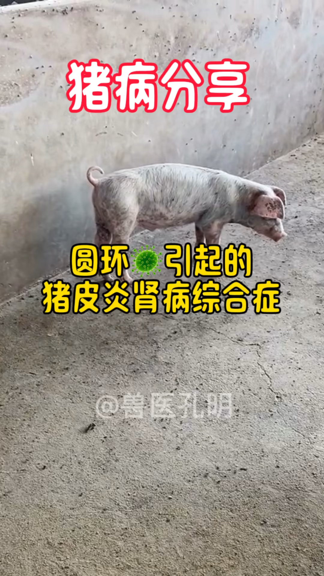 圆环病毒引起的皮炎肾病综合征