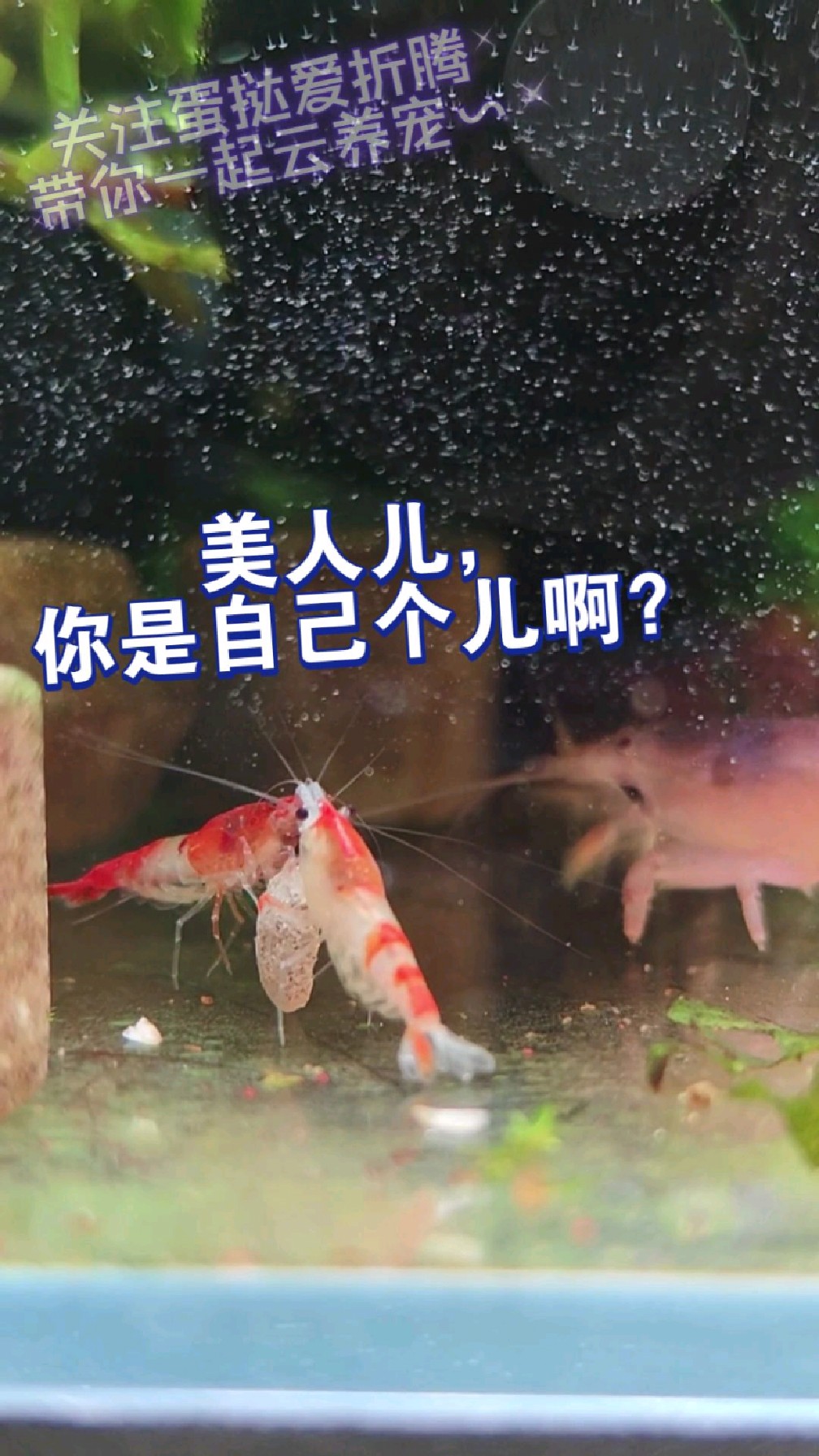 秀恩爱?退退退!琉璃米虾和非洲巨型网球虾的日常~