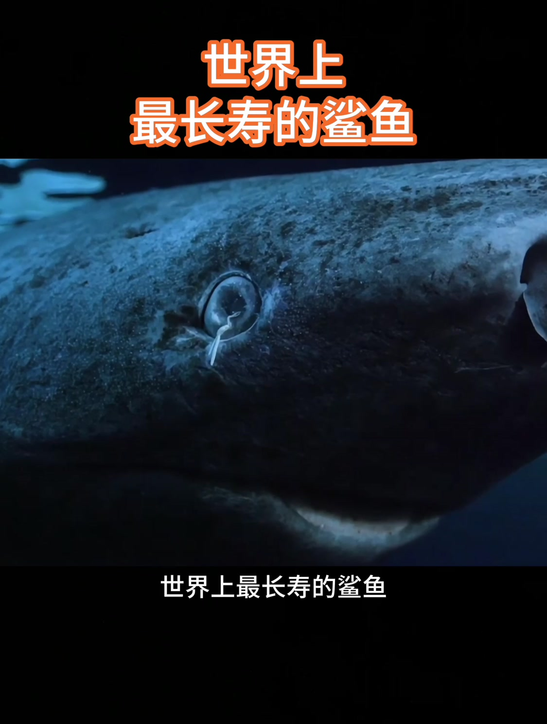 世界上最长寿的鲨鱼