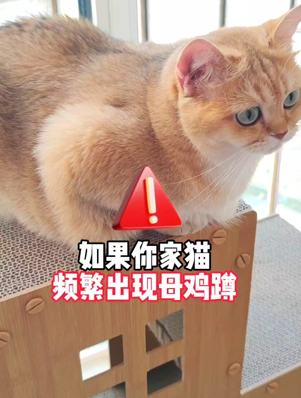 如果你家猫频繁出现母鸡蹲!还经常呕吐肚子大!说明它非常难受了