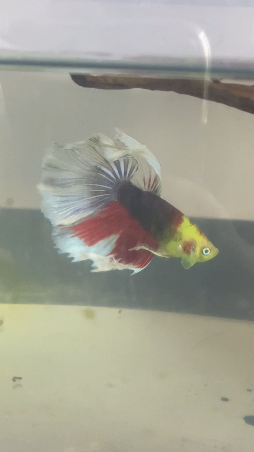 荧光绿半月斗鱼繁殖搞起～