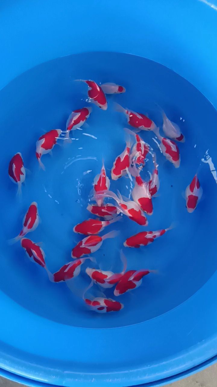 一群小可爱,大日玉鲭观赏鱼