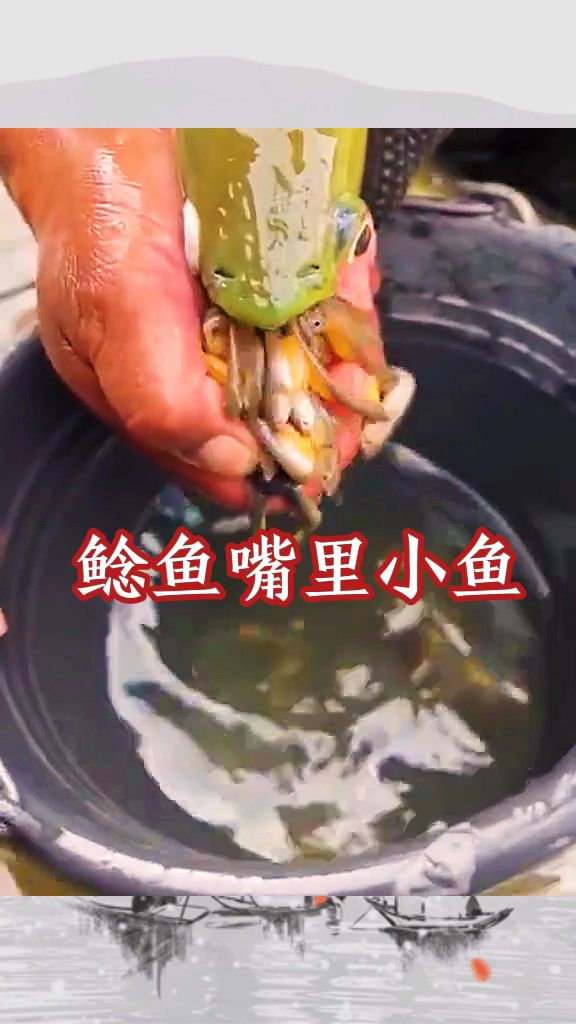 鲶鱼嘴里的小鱼苗