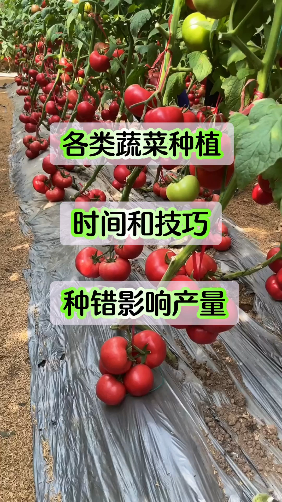各类蔬菜种植时间和技巧