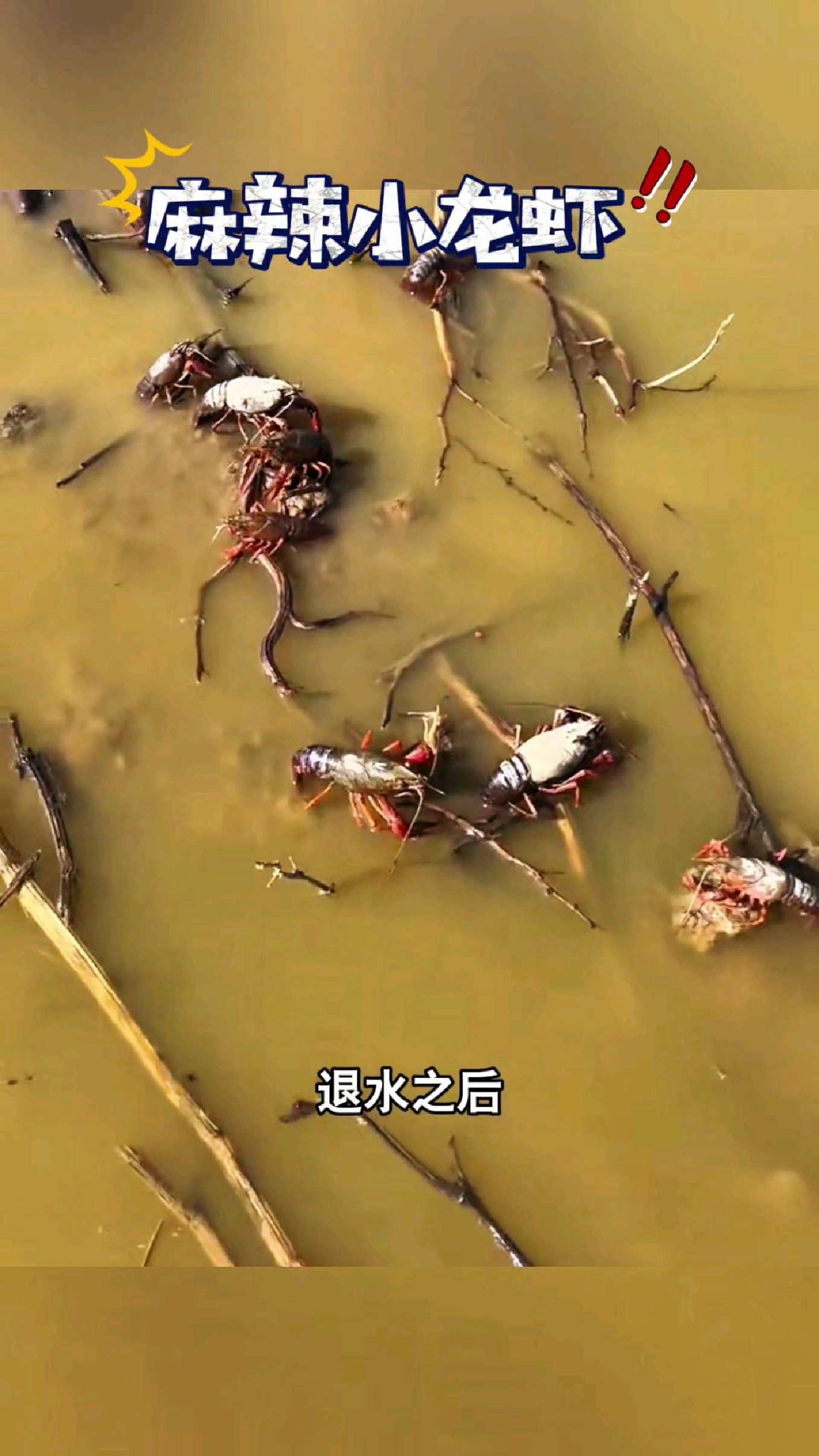 退水之后小龙虾都要上岸咬人了#我的钓鱼日记