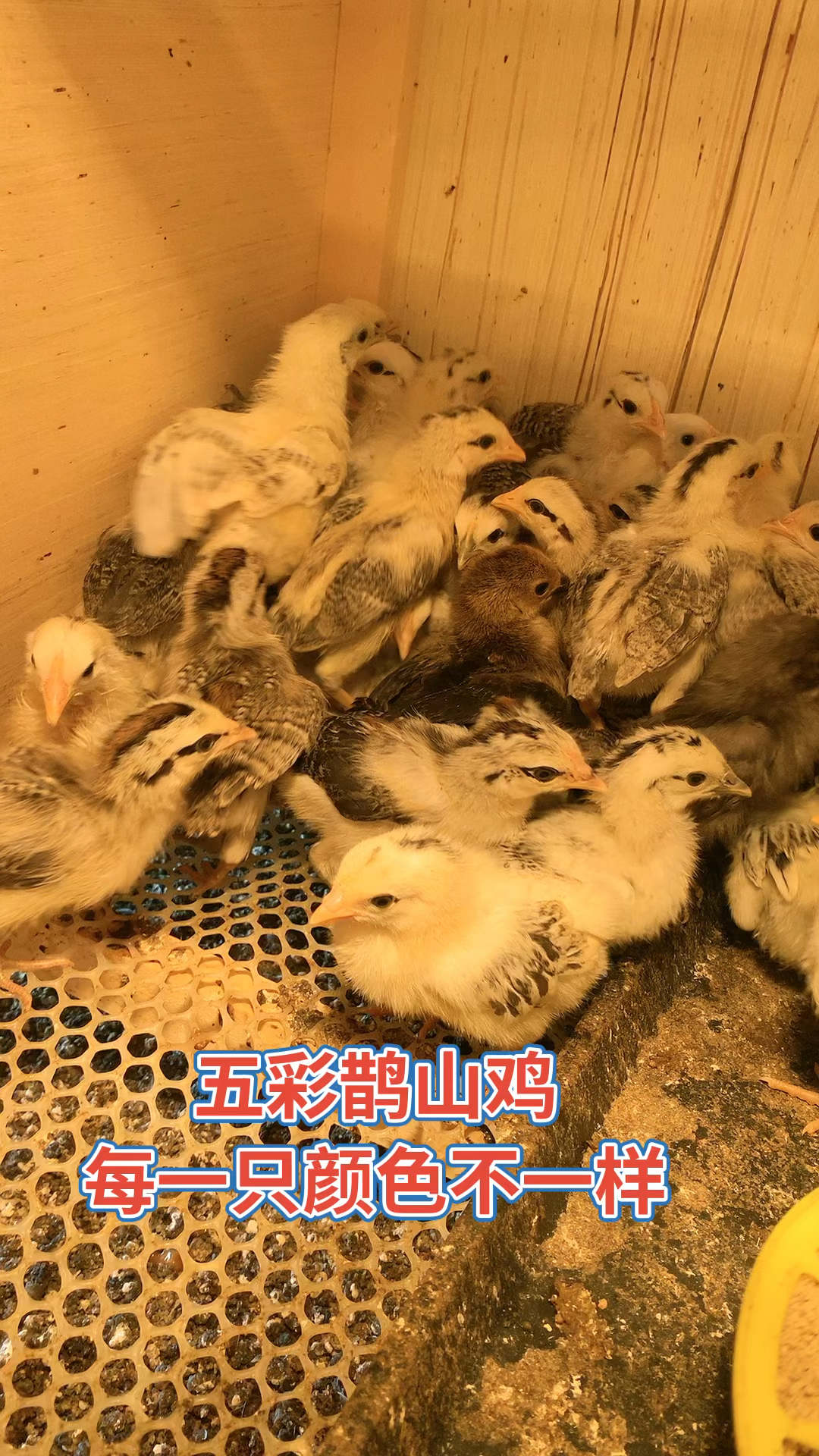 五彩鹊山鸡苗,鹊山鸡苗