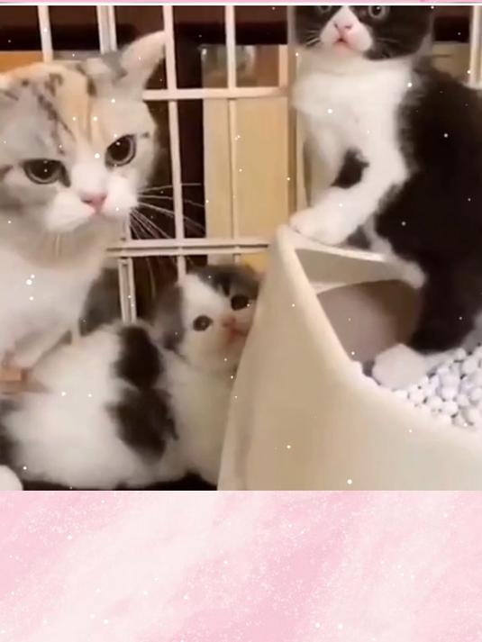 俏皮猫咪秀逗法,萌蠢行径,笑出鹅叫声音