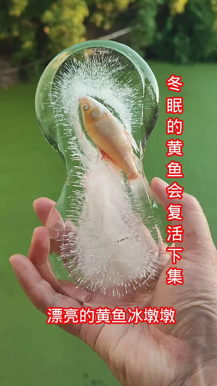 好漂亮的黄鱼冰雕