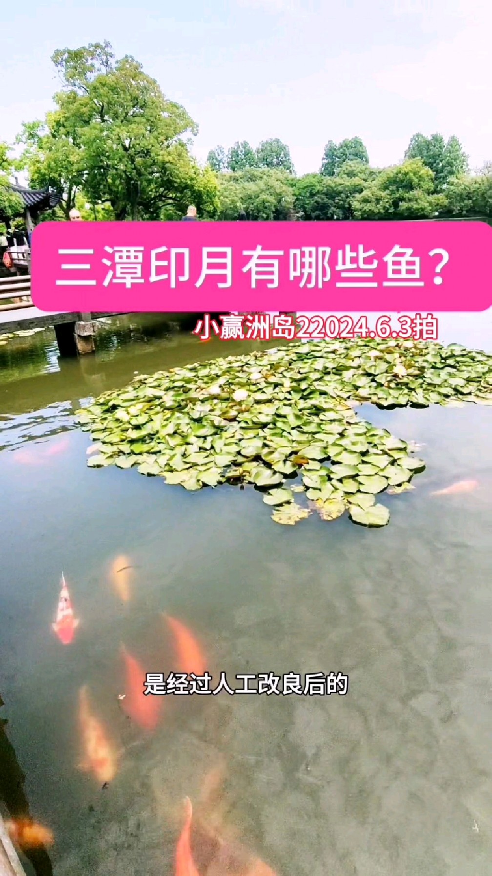 三潭印月岛内有哪些鱼?平时游客看到鱼,却叫不出鱼的名字。