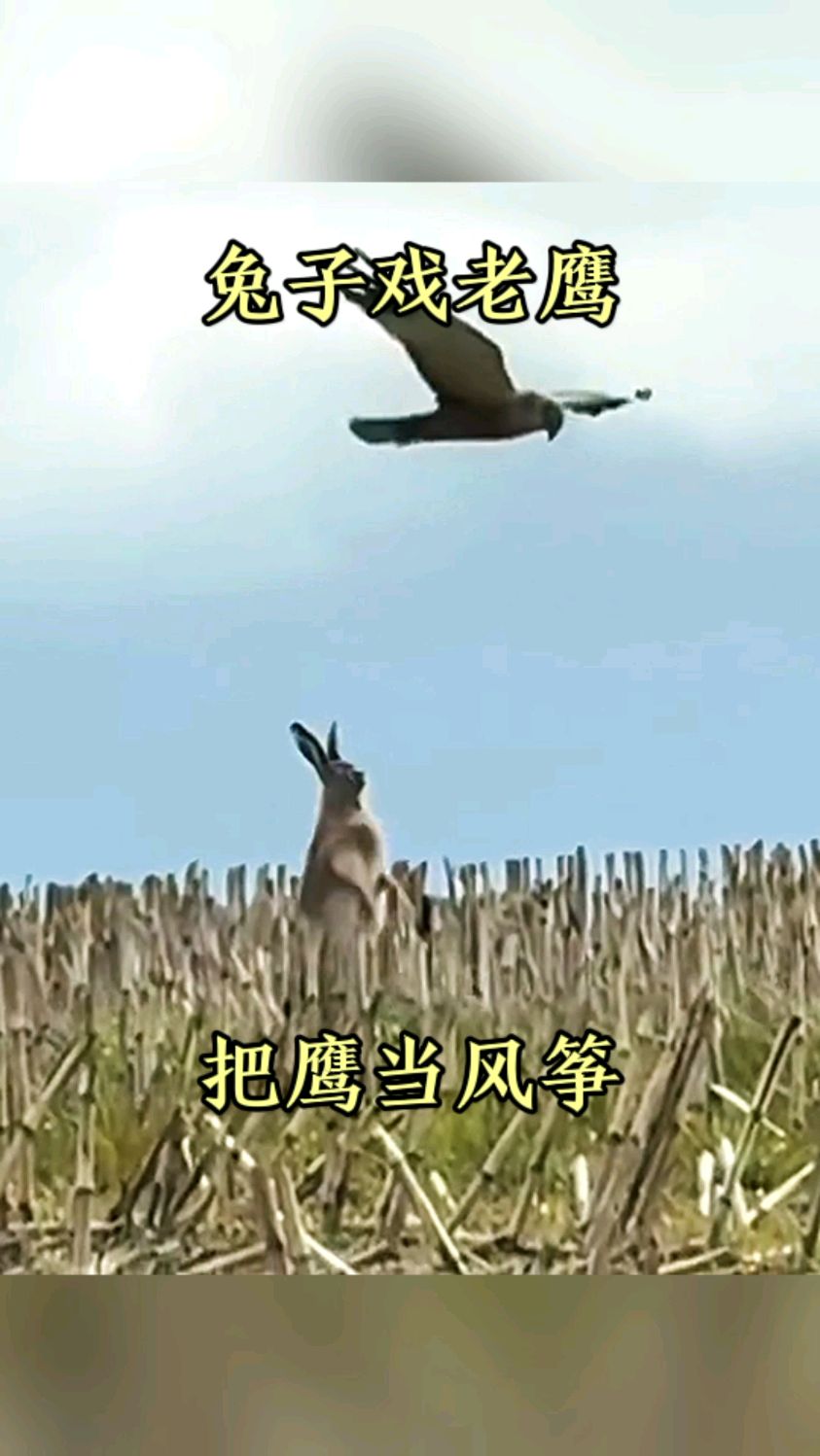 兔子戏老鹰,把鹰当风筝!