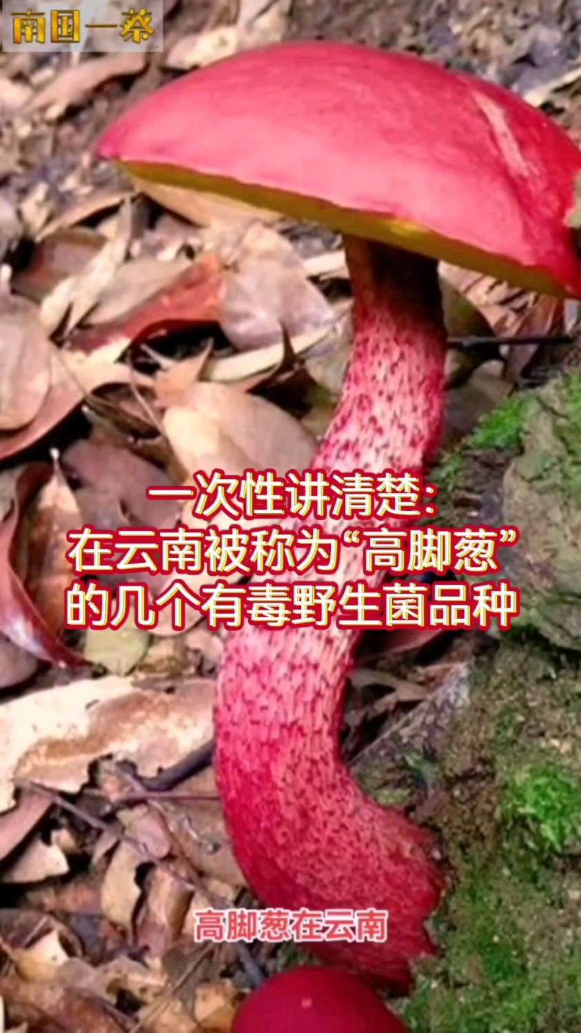 一次性讲清楚在云南被称为“高脚葱”的几个有毒野生菌品种!科普