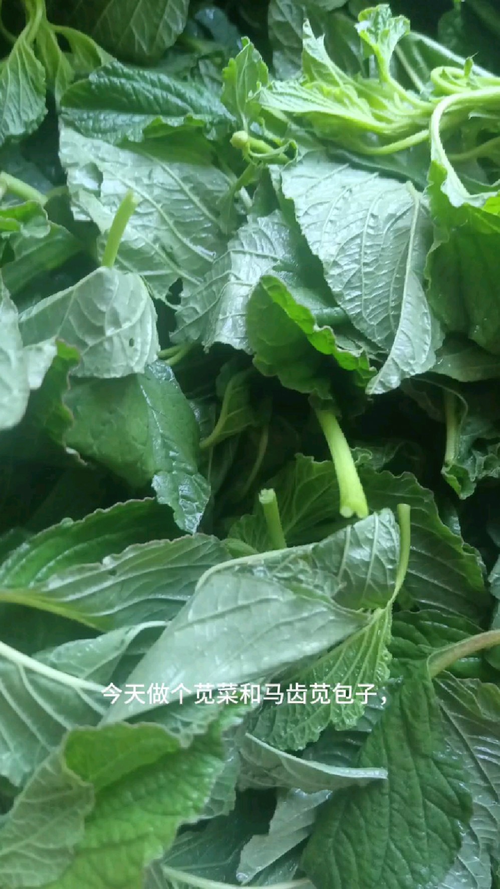 苋菜和马齿苋包子